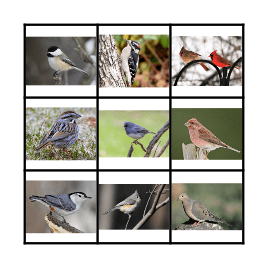 Bird Feeder Bingo! Bingo Card