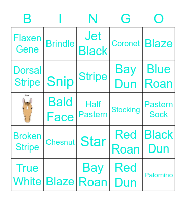Colors & Markings Bingo Card