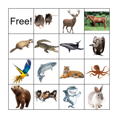 Animal Bingo Card