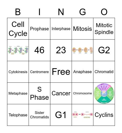 Mitosis Bingo Card