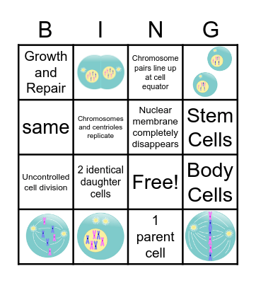 Mitosis Bingo Card