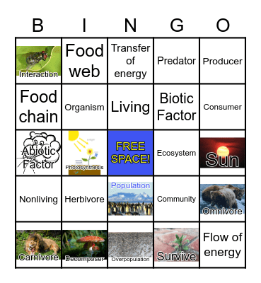 Food Chains Bingo Card