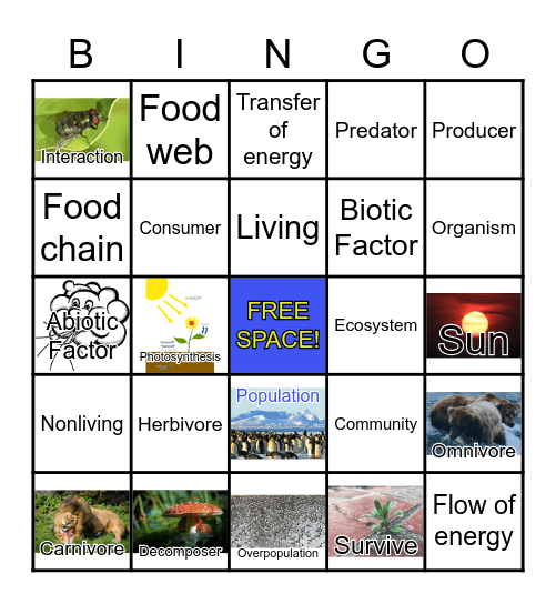 Food Chains Bingo Card