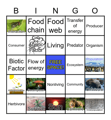 Food Chains Bingo Card