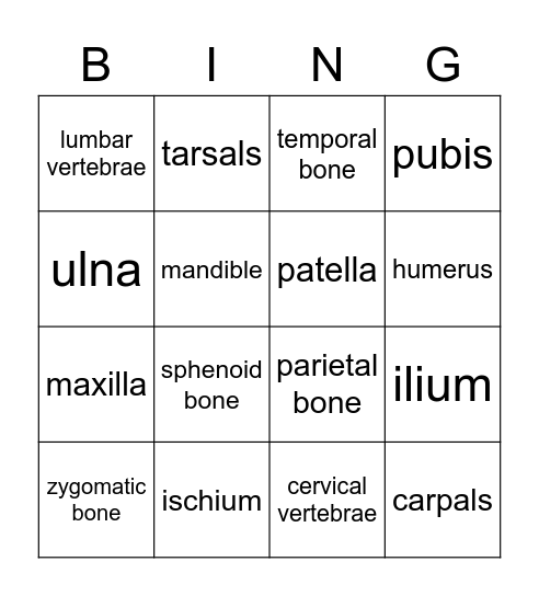 Names of Bones Bingo Card