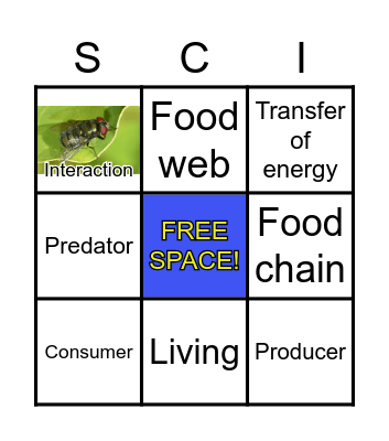 Food Chains Bingo Card