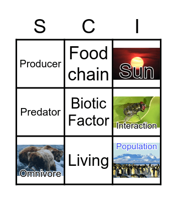 Food Chains Bingo Card