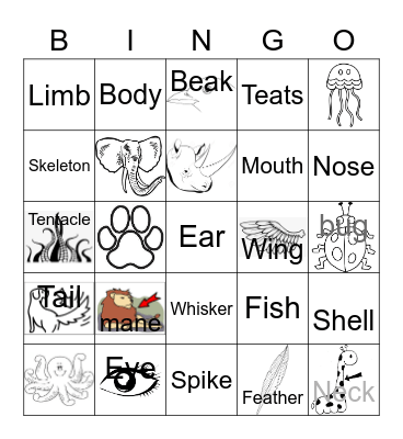 Animal parts Bingo Card