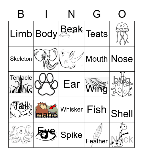 Animal parts Bingo Card