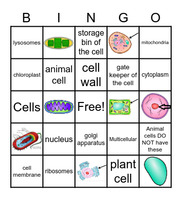 CELLS Bingo Card