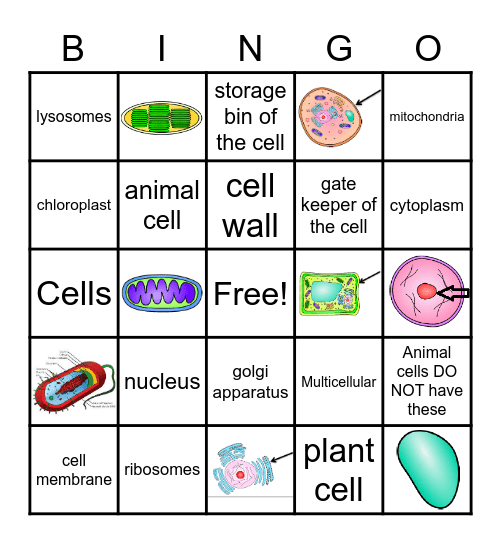 CELLS Bingo Card