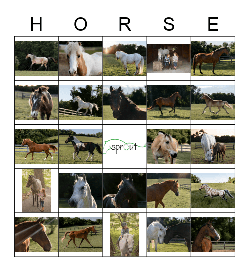 Sprout Horses Bingo Card