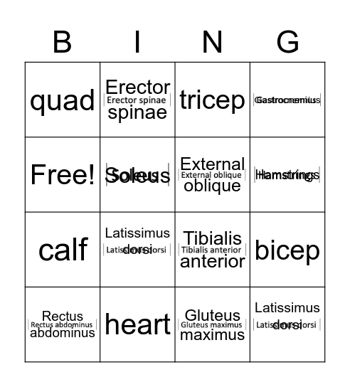 muscle Bingo Card