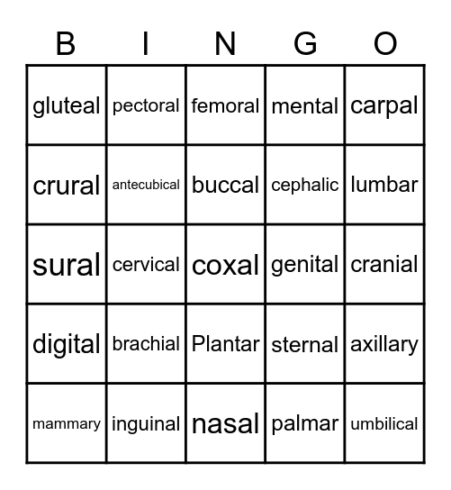 Body Regions Bingo Card