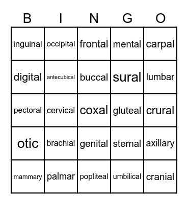 Body Regions Bingo Card