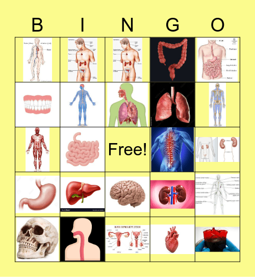 Human Body Anatomy Bingo Card