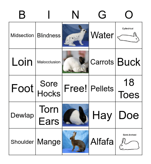 Bunny Bingo Card