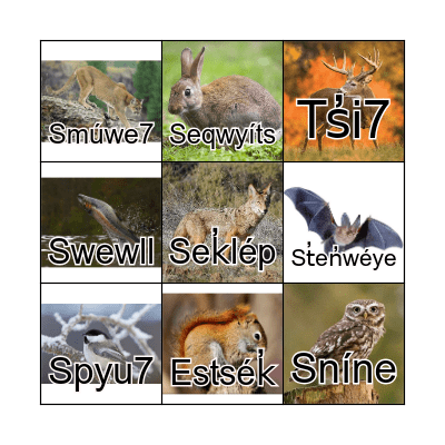 Secwépemc Animals Bingo Card
