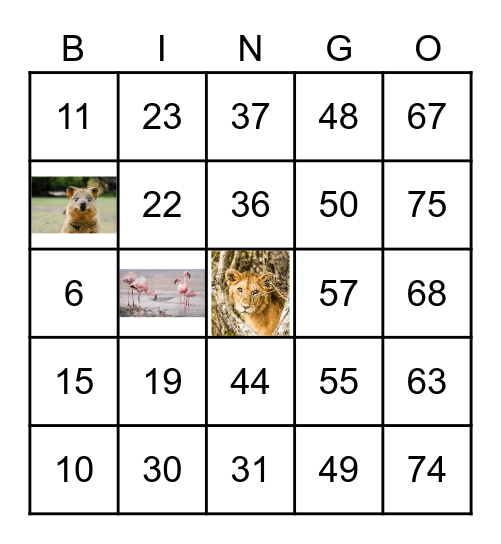 ANIMAL Bingo Card