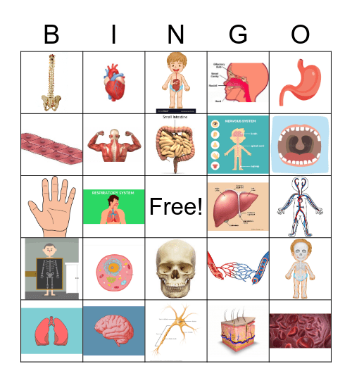 Organ Systems Bingo Card