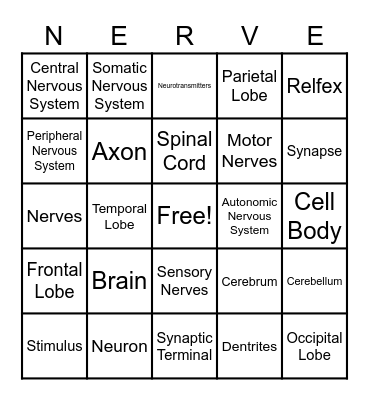 Nervous System Bingo Card