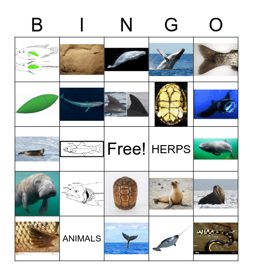 Aquatic Bingo Card