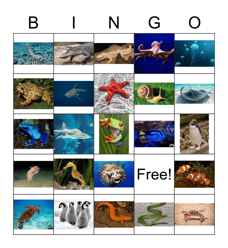 Aquarium Bingo Card