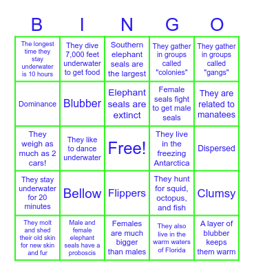 Elephant Seals Bingo Card