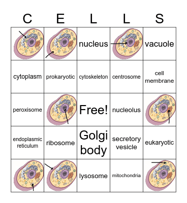 Cells Vocabulary Bingo Card