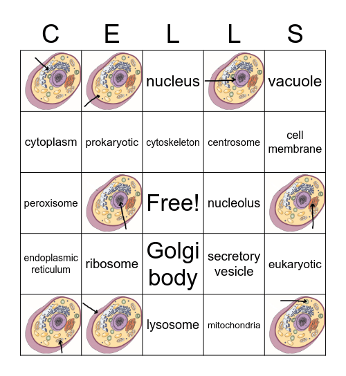 Cells Vocabulary Bingo Card