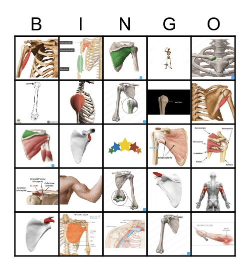 AAA BINGO (Arm and Anterior Shoulder Anatomy - AAA) Bingo Card