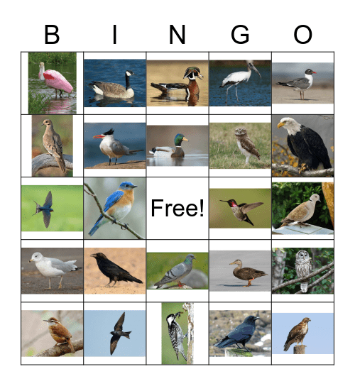 Bird shape Bingo Card