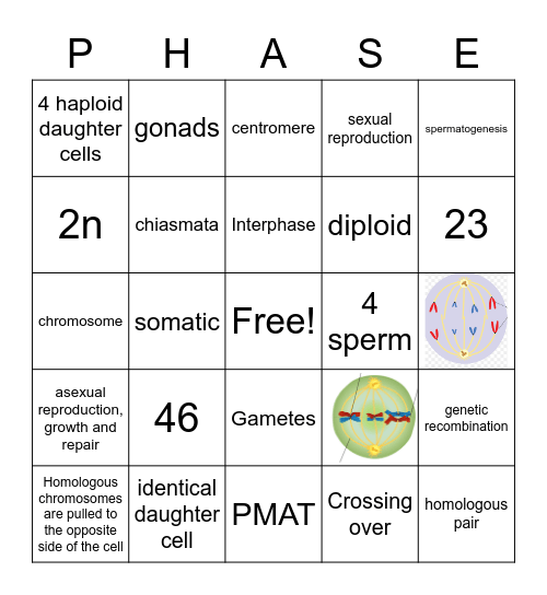 Meiosis v Mitosis Bingo Card