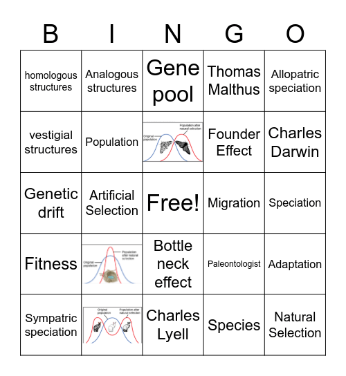 Population Genetics Bingo! Bingo Card