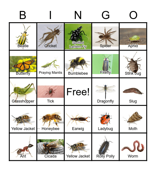 Insect Safari Bingo Card