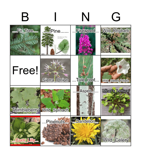 Plants of Sierras Bingo (non-edible in red) Bingo Card