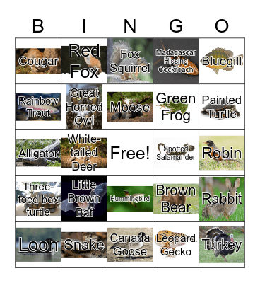 Animal Classificaiton Bingo Card