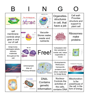 Cell Organelles Bingo Card