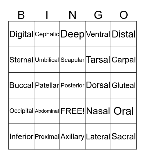 Directional and Regional Terms Bingo Card