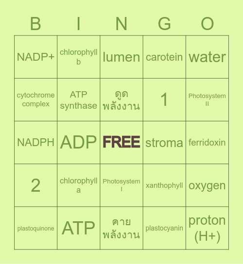 Light reaction ประชันด้วยBingo Card