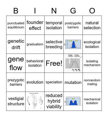 Evolution Bingo Card