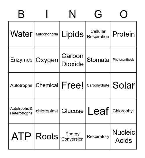 Photosynthesis & Cellular Respiration Bingo Card