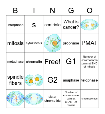 Mitosis Bingo Card