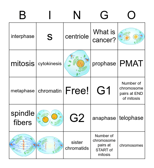 Mitosis Bingo Card