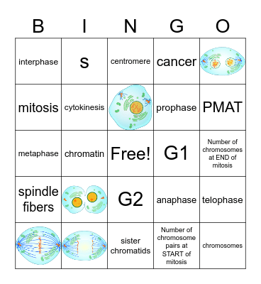 Mitosis Bingo Card