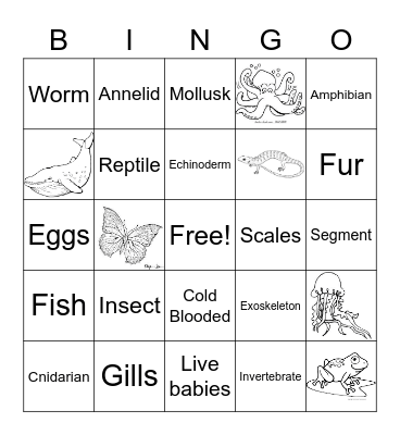 Types of Animals Bingo Card