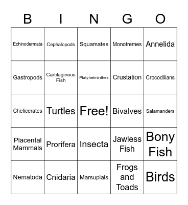 Animal Phylum Bingo Card