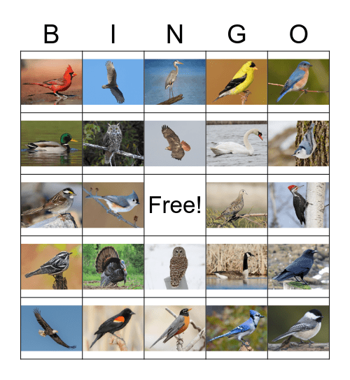 Bird Bingo Card