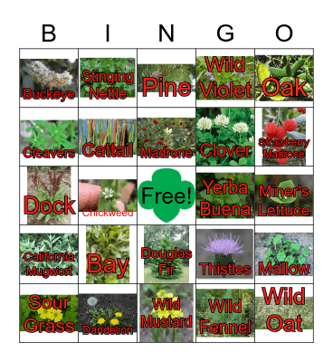 Ft. Forager Bingo Card
