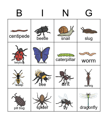 Insects （pictures） Bingo Card